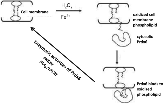 fx1