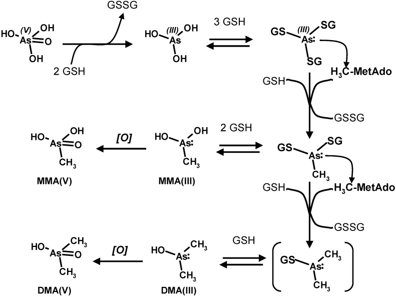 Scheme 5