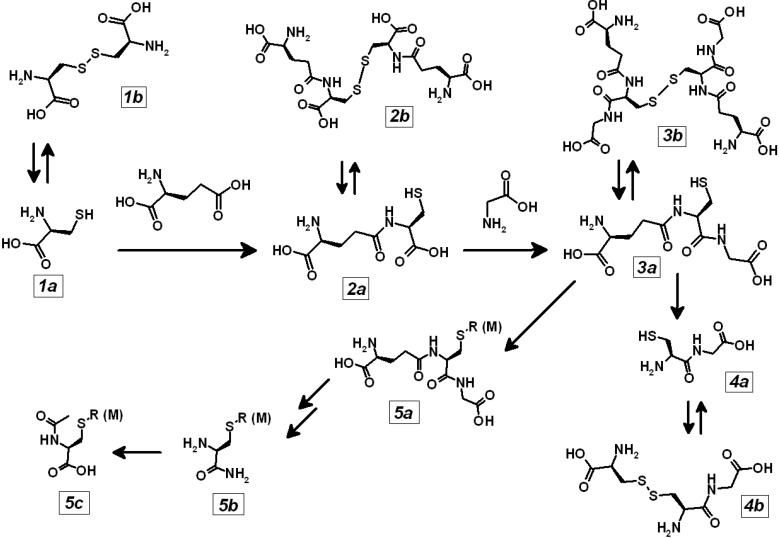 Scheme 1