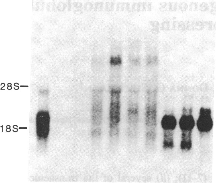 graphic file with name pnas00262-0283-a.jpg