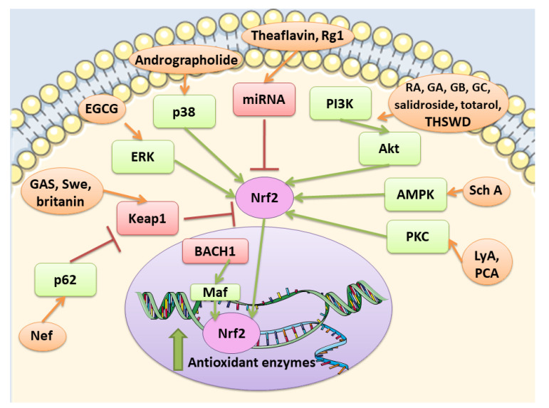 Figure 14