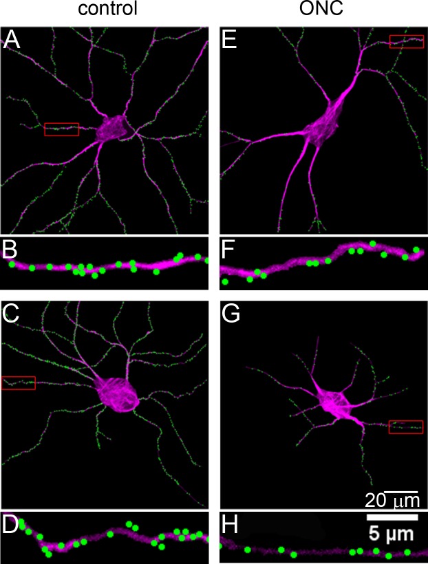 Fig 6