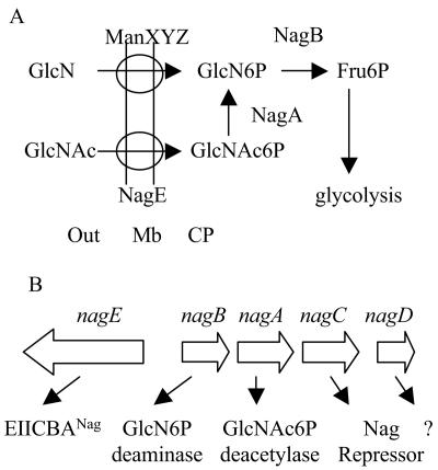 FIG. 1.