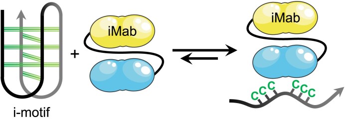 Graphical Abstract