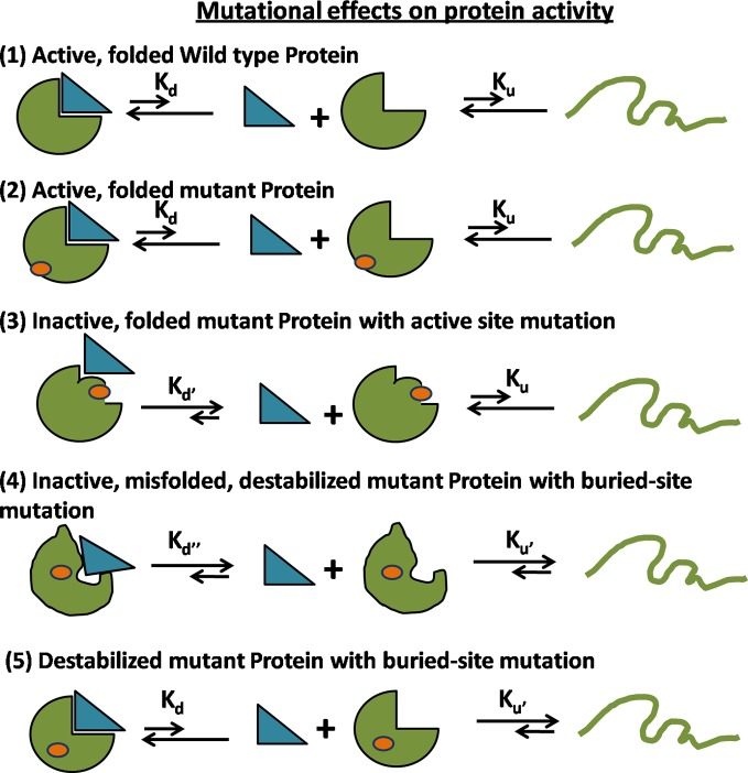 Figure 1—figure supplement 2.