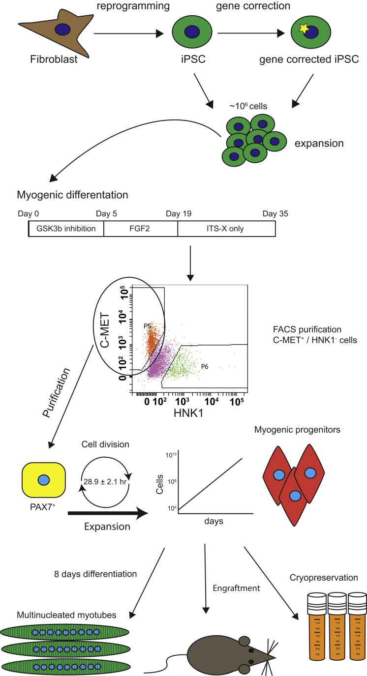 Figure 7