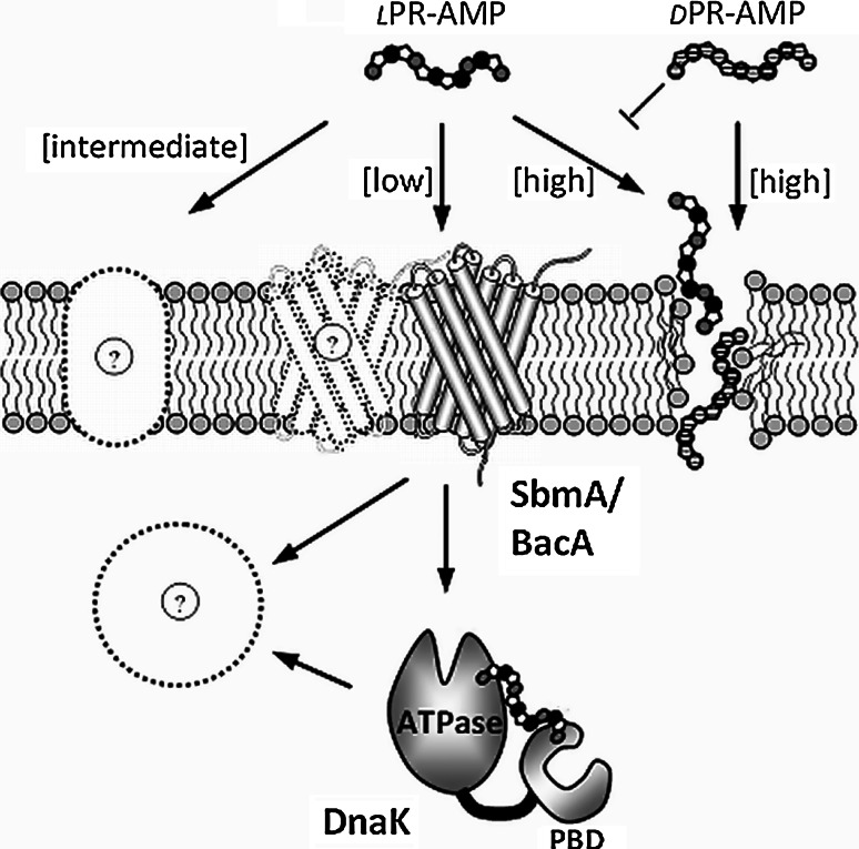 Fig. 1