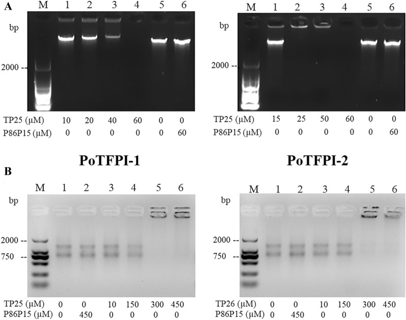 Figure 6 