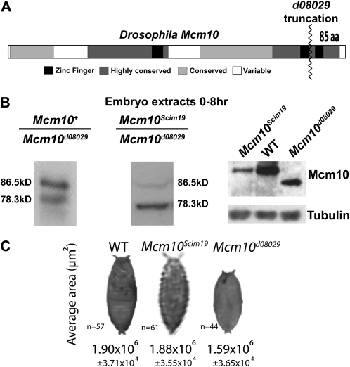 Figure 3.—