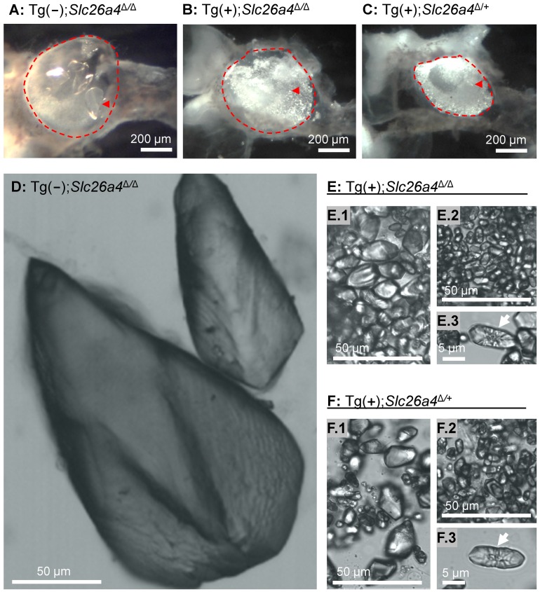 Figure 11