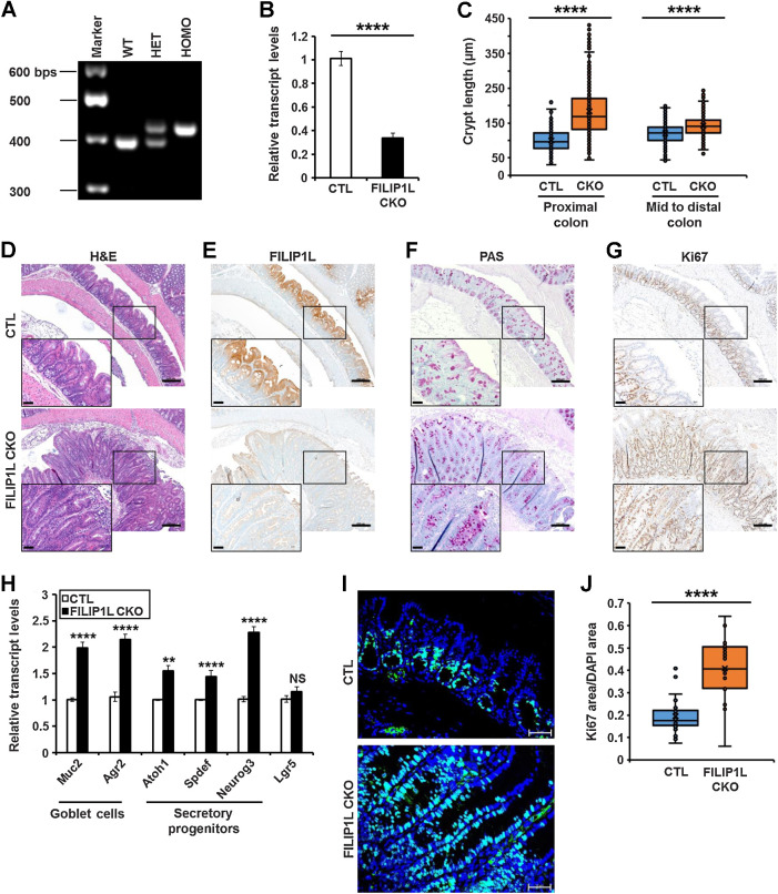 Figure 3. FILIP1L loss induces mucin secretion as well as hyperplasia in mouse colon. A, Tails from wild-type (WT), Filip1lfl/+ (HET), and Filip1lfl/fl (HOMO) mice were subjected to genotyping for Filip1l floxed allele. Bottom and top bands indicate PCR products from wild-type and floxed allele, respectively. B–J, Littermate Filip1lfl/fl (CTL) and Filip1lfl/fl; Cdx2-CreERT2 (CKO) mice were treated with daily doses of tamoxifen (160 mg/kg) for 5 days and sacrificed on day 28 (day 7 for H). B, Filip1l mRNA levels were measured by qRT-PCR. C, Crypt length (shown in μm) was measured from Swiss-rolled whole colons. Analysis included only open longitudinal crypts and detailed quantification procedures were written in Supplementary Information. Three mice from each group were analyzed. The junction between proximal and mid colon are shown in Supplementary Fig. S4. Note that although crypt length was significantly increased throughout the entire colon, a larger difference between CTL and CKO was observed in proximal location. D–G, Colons were fixed and stained with H&E (D) and PAS (F). They were also IHC stained for FILIP1L (E) and Ki67 (G). The exact same regions of proximal colon were imaged in CTL and CKO mice. Scale bar, 200 μm. Higher magnification images are shown in insets (scale bar, 50 μm). H, mRNA levels of markers for goblet cells, secretory progenitors, and stem cells were measured by qRT-PCR. Mucin 2 (Muc2), anterior gradient 2 (Agr2), Atonal bHLH transcription factor 1 (Atoh1), SAM pointed domain-containing ets transcription factor (Spdef), and neurogenin 3 (Neurog3), and leucine-rich repeat containing G protein coupled receptor 5 (Lgr5) were analyzed. For B and H, epithelial cells from colons of CTL and CKO mice were prepared. The y-axis represents fold change over CTL mice, where each value was standardized with the housekeeping gene β-actin (6 mice each). I and J, Colons were stained for Ki67 (I), and Ki67-positive areas were quantified (J). Ten random fields per mouse were quantified (three mice each). Scale bar, 50 μm. **, P < 0.01; ***, P < 0.001; ****, P < 0.0001; NS, nonsignificant.