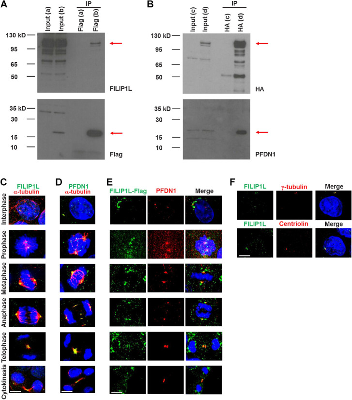 Figure 5. FILIP1L binds to and colocalizes with its binding partner PFDN1 at centrosomes in each phase of mitosis. HEK293T cells were transfected with either FILIP1L-HA and control-Flag vector (a), FILIP1L-HA and Flag-PFDN1 (b, d), or control-HA vector and Flag-PFDN1 (c). Twenty-four hours later, cell lysates were immunoprecipitated using Flag antibody-agarose, followed by immunoblotting for FILIP1L and Flag tag (A) or using HA antibody-agarose followed by immunoblotting for HA tag and PFDN1 (B). Input control (4 μg lysates) was also immunoblotted. C–F, MDCK.2 cells were immunofluorescently stained for FILIP1L (C) or PFDN1 (green; D) and α-tubulin (red). Nuclei were counterstained with DAPI (blue). Cell phase was determined by α-tubulin and DNA stain. A merged image is shown. E, MDCK.2 cells were transfected with a FILIP1L-Flag construct and stained for Flag tag (green) and PFDN1 (red) at 24 hours after transfection. F, MDCK.2 cells were stained for FILIP1L (green) and γ-tubulin or centriolin (red). Scale bar, 5 μm.