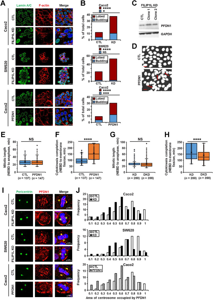 Figure 8. FILIP1L knockdown leads to multinucleation in colon cancer cells, mediated by PFDN1. A, Clones from either control or FILIP1L knockdown (Caco2 and SW620 clones) as well as those from either control or PFDN1 overexpression (Caco2 clones) were stained for lamin A/C (green), F-actin (red), and DAPI (blue). B, The number of cells with multinuclei were quantified. Over 600 cells were counted. Scale bar, 20 μm. C, FILIP1L knockdown was achieved by CRISPR-Cas9 system in MDCK.2 cells. PFDN1 and GAPDH control were detected by immunoblotting. Two independent clones were tested. Note that FILIP1L-knockdown clones demonstrated increased PFDN1 expression. D, MDCK.2 cells were transfected with control GFP or PFDN1 construct, and stained for DNA. Scale bar, 10 μm. E–H, Time-lapse imaging of Caco2 clones. Caco2 clones from either control or PFDN1 overexpression (E–F) as well as those from either FILIP1L knockdown or FILIP1L/PFDN1 double knockdown (G–H) were analyzed as described in Fig. 4H and I. Mitotic length (E and G) and cytokinesis completion (F and H) were quantified from three independent experiments. *, P < 0.05; ***, P < 0.001; ****, P < 0.0001; NS, nonsignificant. I and J, Clones from either control or FILIP1L knockdown (Caco2 and SW620 clones) as well as those from either control or PFDN1 overexpression (Caco2 clones) were stained for pericentrin (green), PFDN1 (red), and DAPI (blue; I), and the area of centrosome occupied by PFDN1 in metaphase-cells was quantified (J). The y-axis (frequency) represents the total number of metaphase cells that fall into each bin. Scale bar, 5 μm.