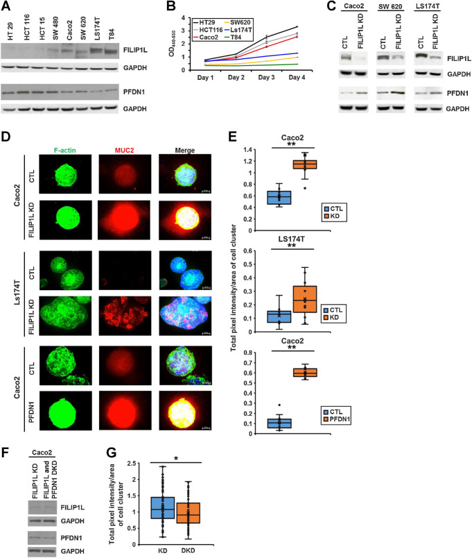 Figure 7. FILIP1L knockdown induces mucin secretion in colon cancer cells. A, Protein levels of FILIP1L and PFDN1 were determined by immunoblotting in various colon cancer cell lines. B, Cell proliferation of various colon cancer cell lines was measured by WST1 incorporation daily for 4 days. The y-axis represents absorbance that was subtracted OD650 nm from OD440 nm. C, FILIP1L knockdown was achieved by stable expression of lentiviral shRNA in FILIP1L-high Caco2, SW620, and Ls174T colon cancer cells. Control clones were made with scrambled shRNA. FILIP1L, PFDN1, and GAPDH control were detected by immunoblotting. By densitometric quantification, FILIP1L protein was decreased by 11-, 3.6-, and 3.5-fold in Caco2, SW620, and Ls174T clones compared with their corresponding controls, respectively. D and E, Clones from either control or FILIP1L knockdown (Caco2 and Ls174T clones) as well as those from either control or PFDN1 overexpression (Caco2 clones) were grown in the presence of Matrigel, and three-dimensional clusters were stained for F-actin (green), MUC2 (red), and DAPI (blue; D), and the total fluorescence intensity per area of cell cluster was quantified (E). Ten to 15 cell clusters were counted. Scale bar, 20 μm. F, PFDN1 knockdown was achieved by stable expression of lentiviral shRNA in FILIP1L-knockdown Caco2 clones. FILIP1L, PFDN1, and GAPDH control were detected by immunoblotting. By densitometric quantification, PFDN1 protein was decreased by 2.1-fold in FILIP1L/PFDN1 double knockdown clones compared with FILIP1L knockdown clones. G, Caco2 clones from either FILIP1L knockdown or FILIP1L/PFDN1 double knockdown were analyzed for MUC2 total fluorescence intensity as described in E. *, P < 0.05; **, P < 0.01.