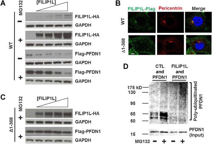 Figure 6. FILIP1L regulation of PFDN1 levels is proteasome-dependent in centrosomes. A, HEK293T cells were transfected with FILIP1L-HA (1.2 μg) and Flag-PFDN1 (lane 1, none; lane 2, 0.6 μg; lane 3, 1.2 μg; lane 4, 2.4 μg; lane 5, 3.6 μg) constructs. Twenty-four hours later, cell lysates were immunoblotted for HA tag, Flag tag, and GAPDH (control). The experiment was also performed in the presence of 10 μmol/L MG132 (proteasome inhibitor). B, HEK293T cells were transfected with FILIP1L-Flag constructs expressing wild-type or (Δ1–368) and stained for Flag tag (green) and pericentrin (red). Nuclei were counterstained with DAPI (blue). Scale bar, 10 μm. C, The same set of experiments as A was performed using FILIP1L (Δ1–368) construct instead of wild-type in the presence of 10 μmol/L MG132. D, HEK293T cells were transfected with Flag-PFDN1 and either control vector or FILIP1L-HA. Twenty-four hours later, cell lysates were immunoprecipitated using ubiquitin antibody, followed by immunoblotting for PFDN1. Input control (2 μg lysates) was also immunoblotted for PFDN1 that indicates unmodified Flag-PFDN1 protein.