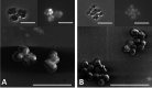 FIG 2