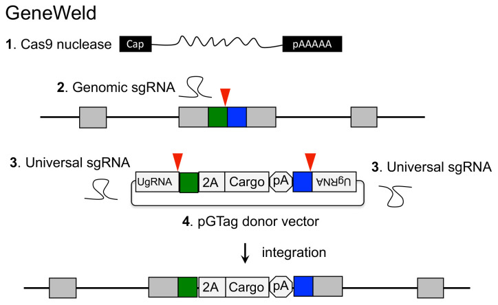 graphic file with name BioProtoc-11-14-4100-ga001.jpg