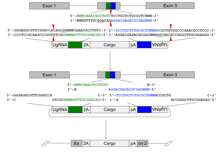 Figure 1.