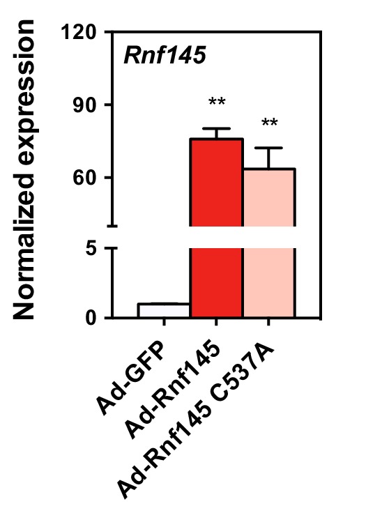 Figure 5—figure supplement 1.