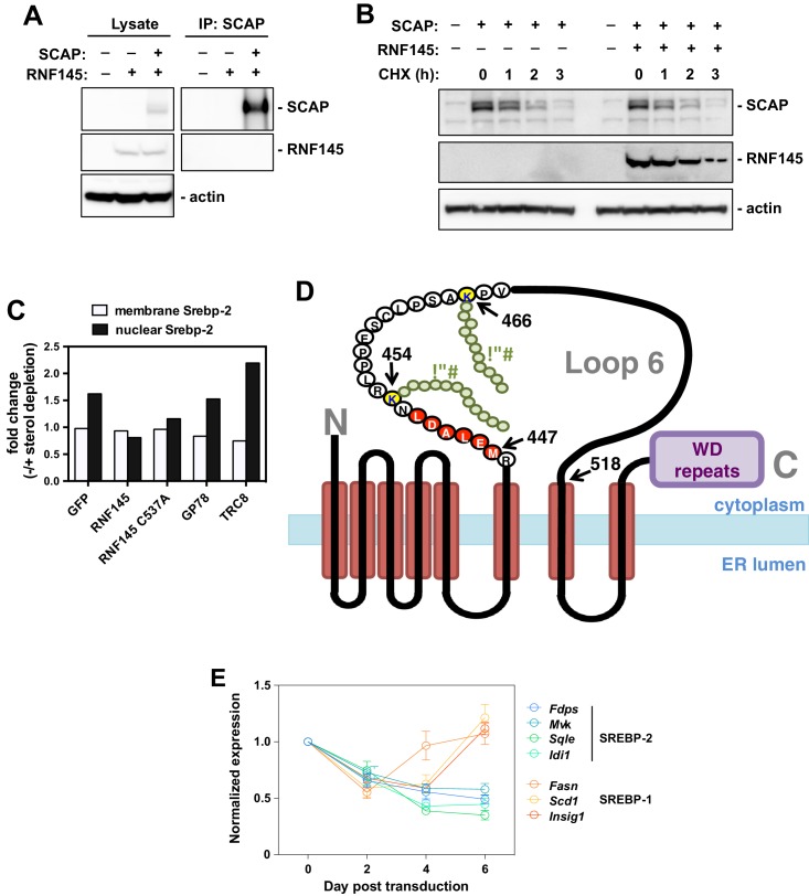 Figure 6—figure supplement 1.