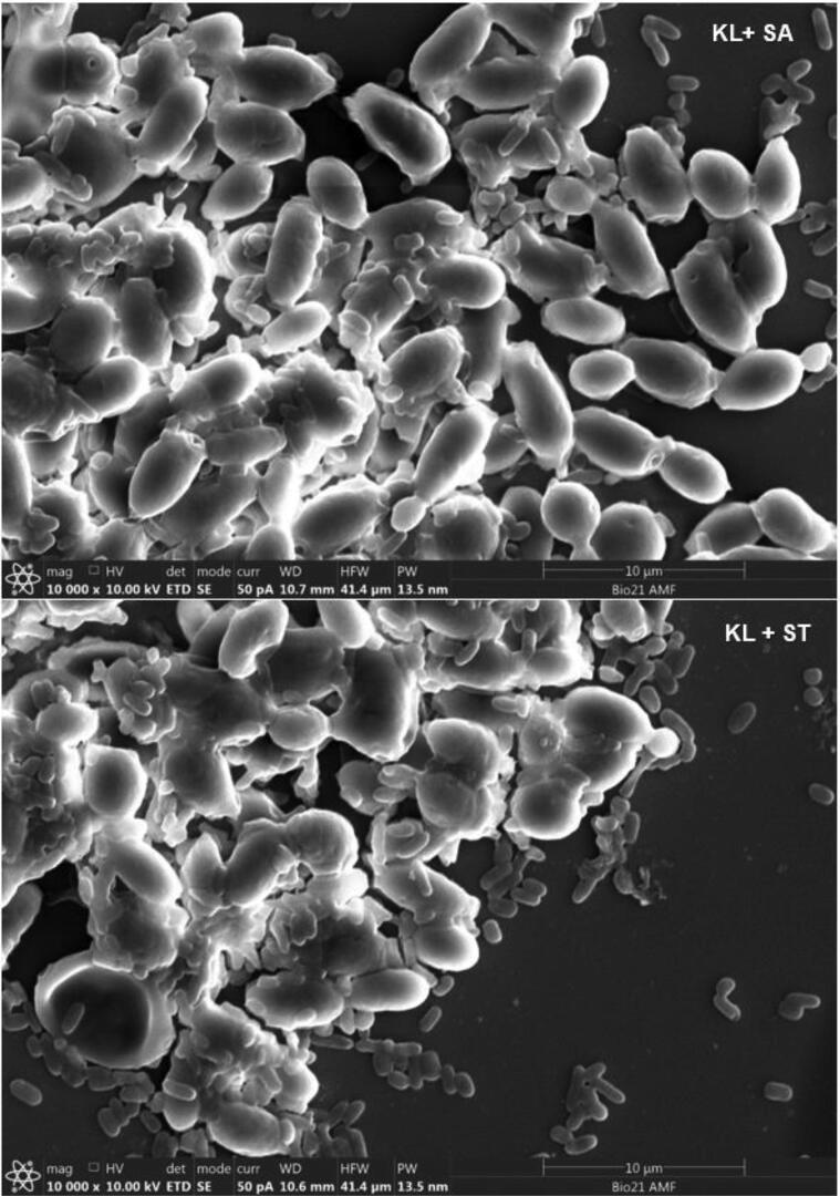 Fig. 1C