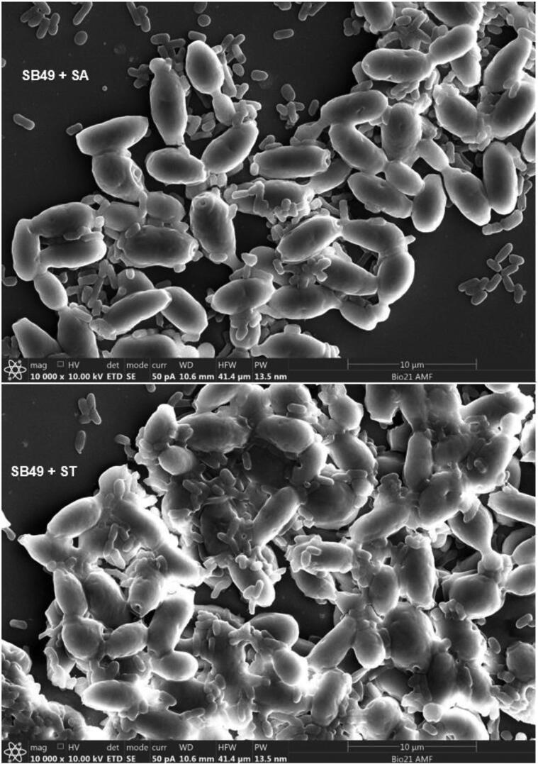 Fig. 1B