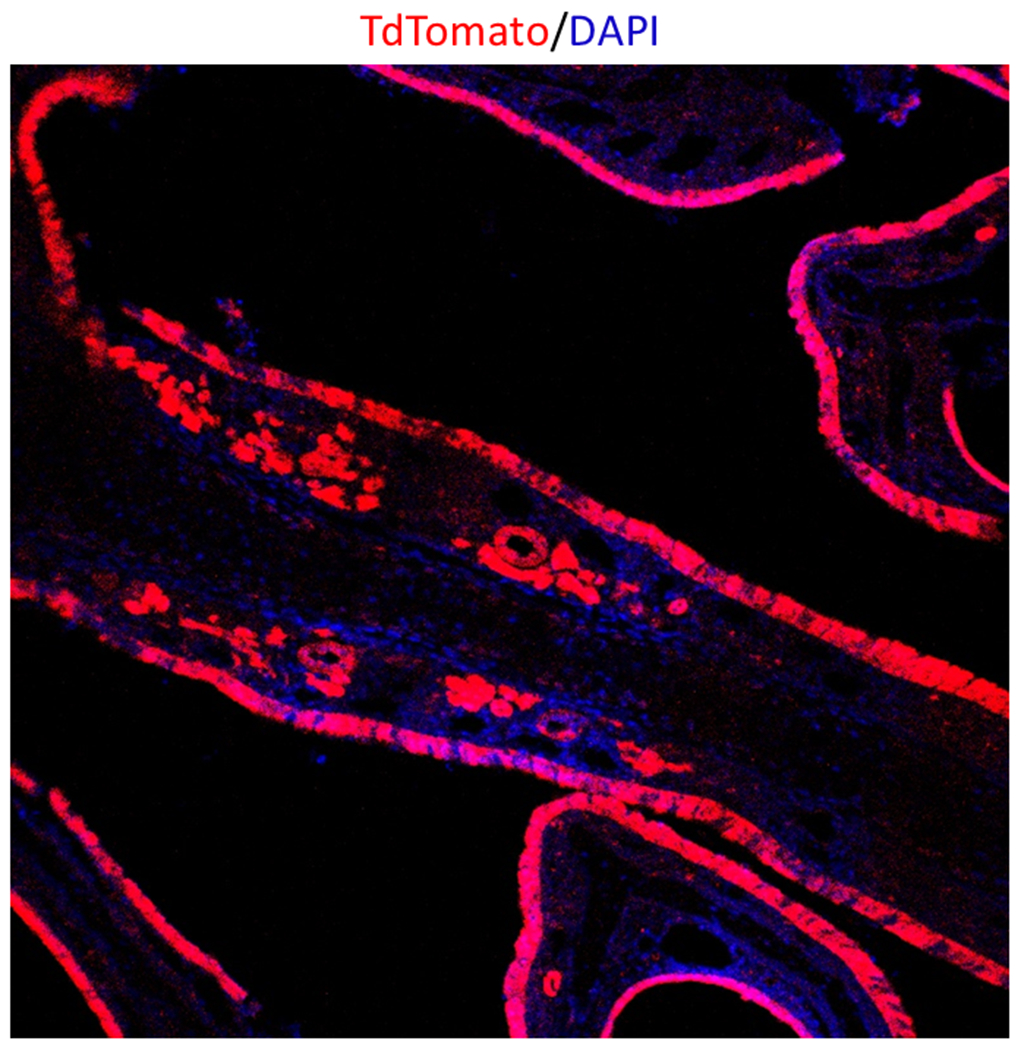 Figure 1: