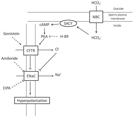 Fig. 8.