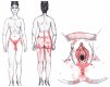 Figure 20