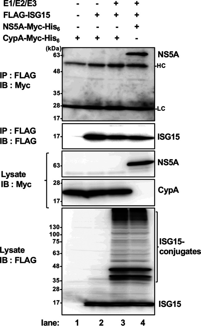 FIG 10