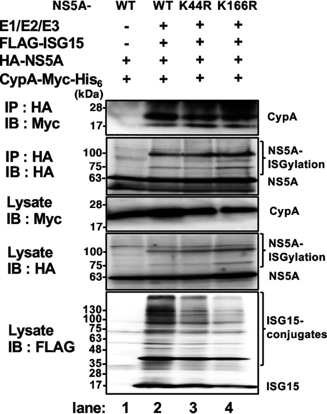 FIG 14