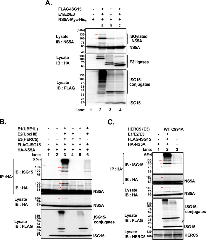 FIG 3