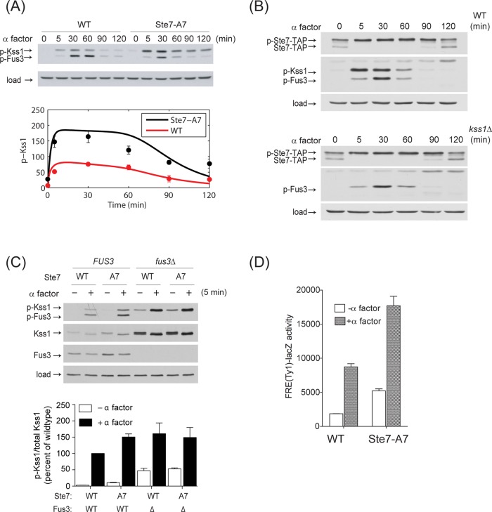 FIGURE 5: