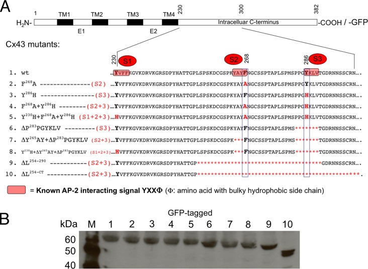 FIGURE 1: