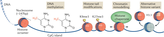 Box 1 Relationship of chromatin architecture and histone modifications to gene expression