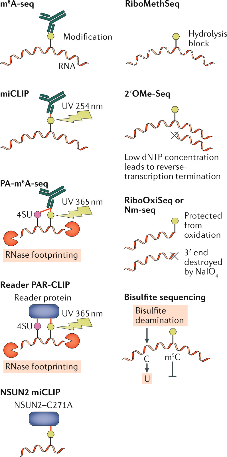 Box 2 Techniques used to map epitranscriptomic modifications