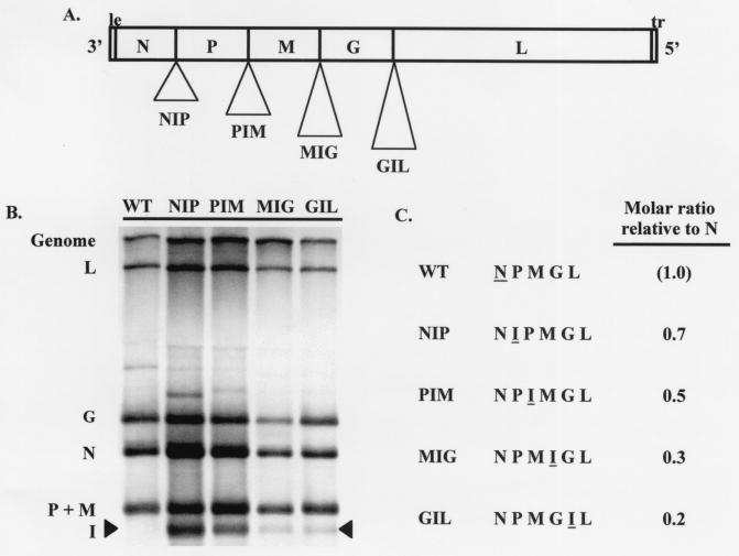 FIG. 1.