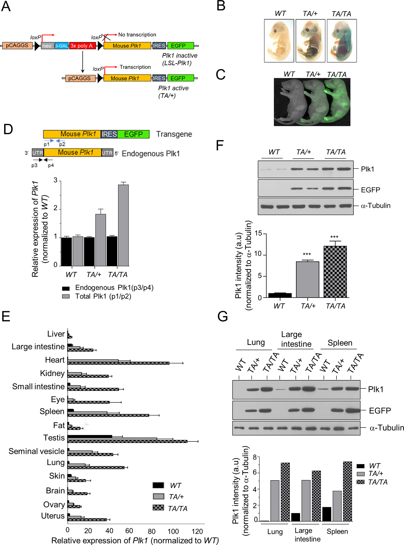 Figure 1: