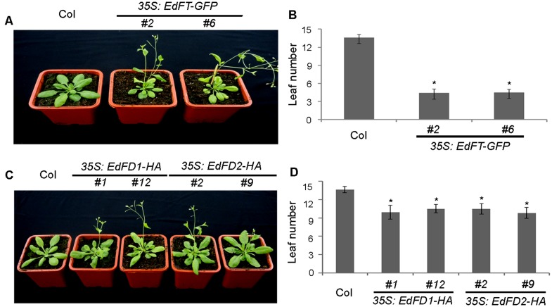 FIGURE 4