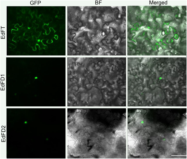 FIGURE 3