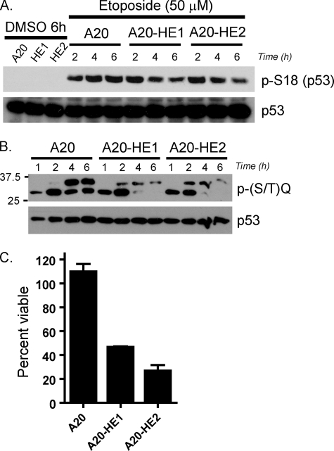 FIG. 8.