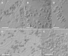 FIG. 2.