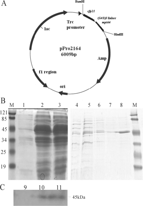 FIG. 1.