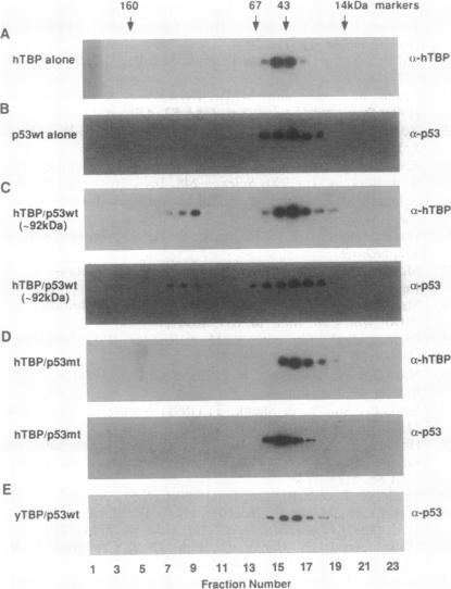 graphic file with name pnas01098-0392-a.jpg