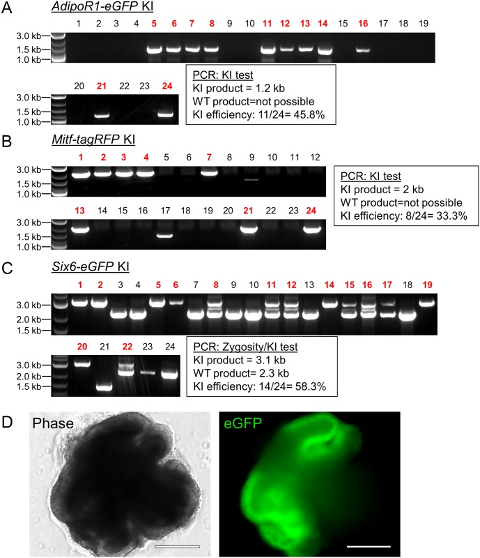 Fig 6