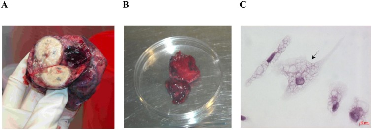 Fig 1