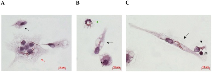 Fig 2