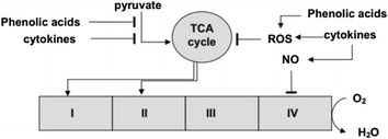 Fig. 12