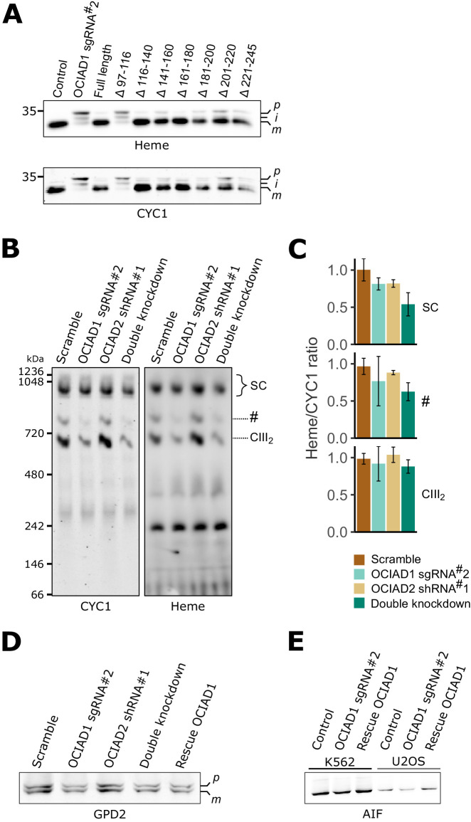 Figure 5—figure supplement 1.