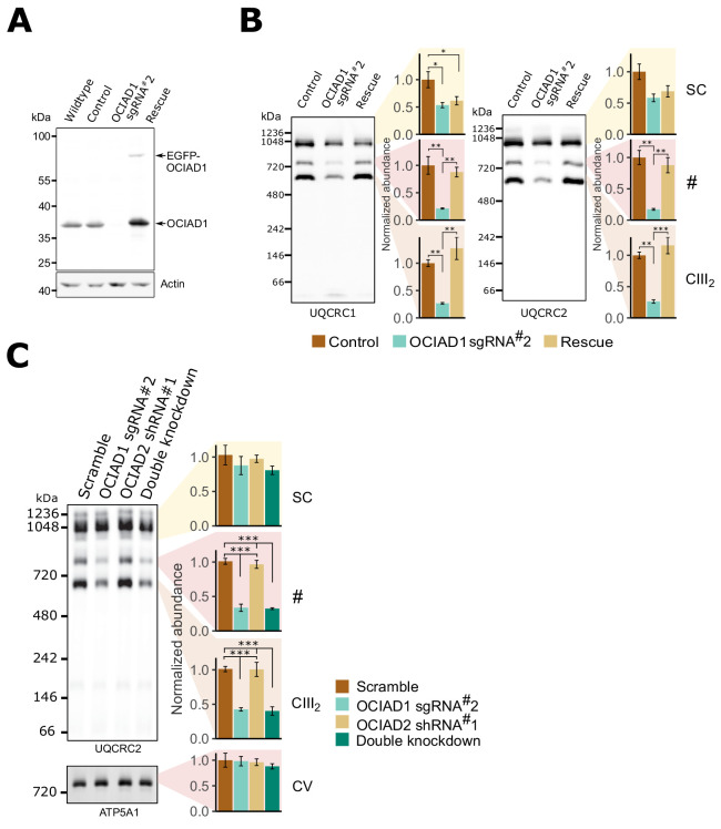 Figure 4—figure supplement 3.